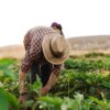 Farmers