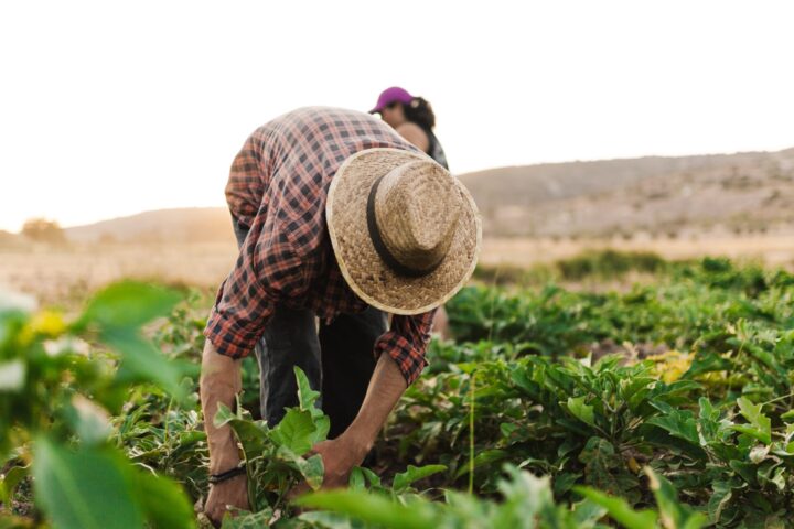 Farmers