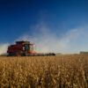 A combine harvester at work harvesting a soybean field.